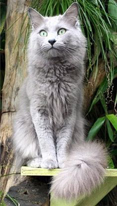 russian cat long hair