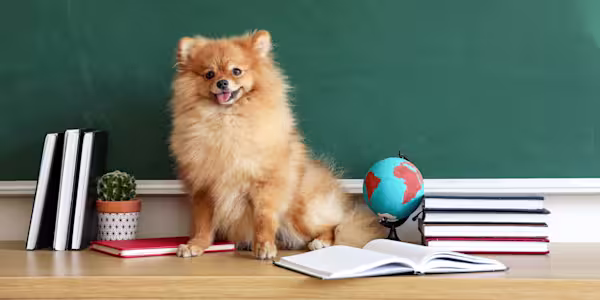 Teacher’s pets: Meet the brainiest dogs