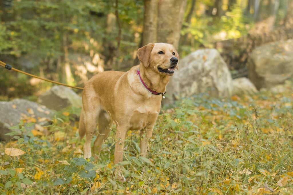 DianeLewisPhotography-137-1024x683