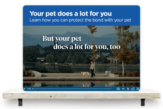 Your pet does a lot for you. Learn how you can protect the bond with your pet.