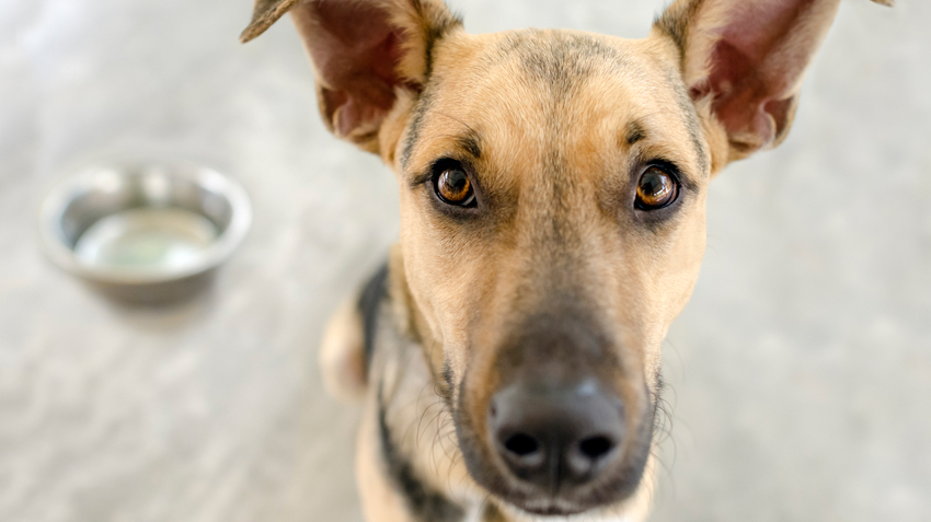 Toxic_food_guide_dog850.jpg - Juice That'S Toxic To Puppies