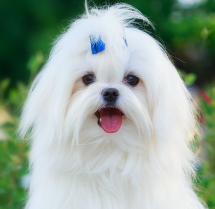 Maltese