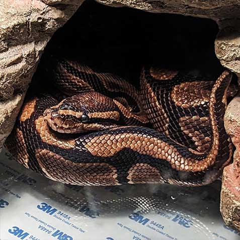 Boop Noodle