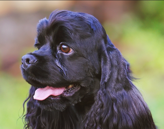 American Cocker Spaniel