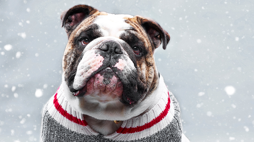 5 Ugly Christmas Sweaters for Dogs