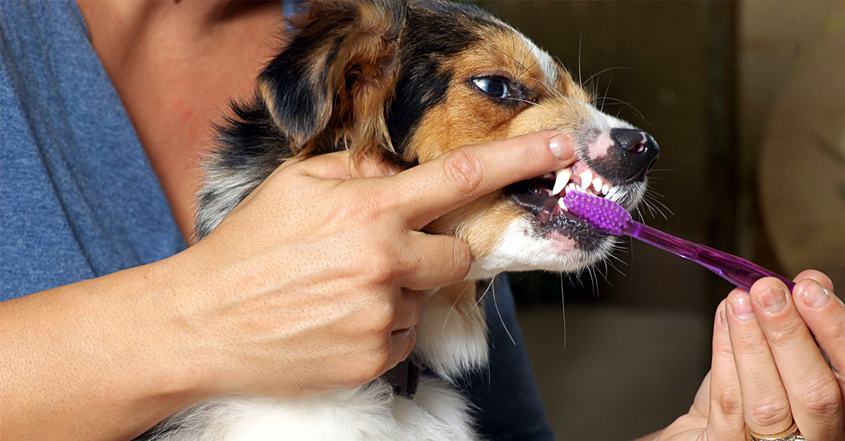 Pet getting teeth brushed