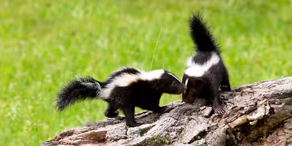 Skunked: Prevention and treatment guide for pet owners