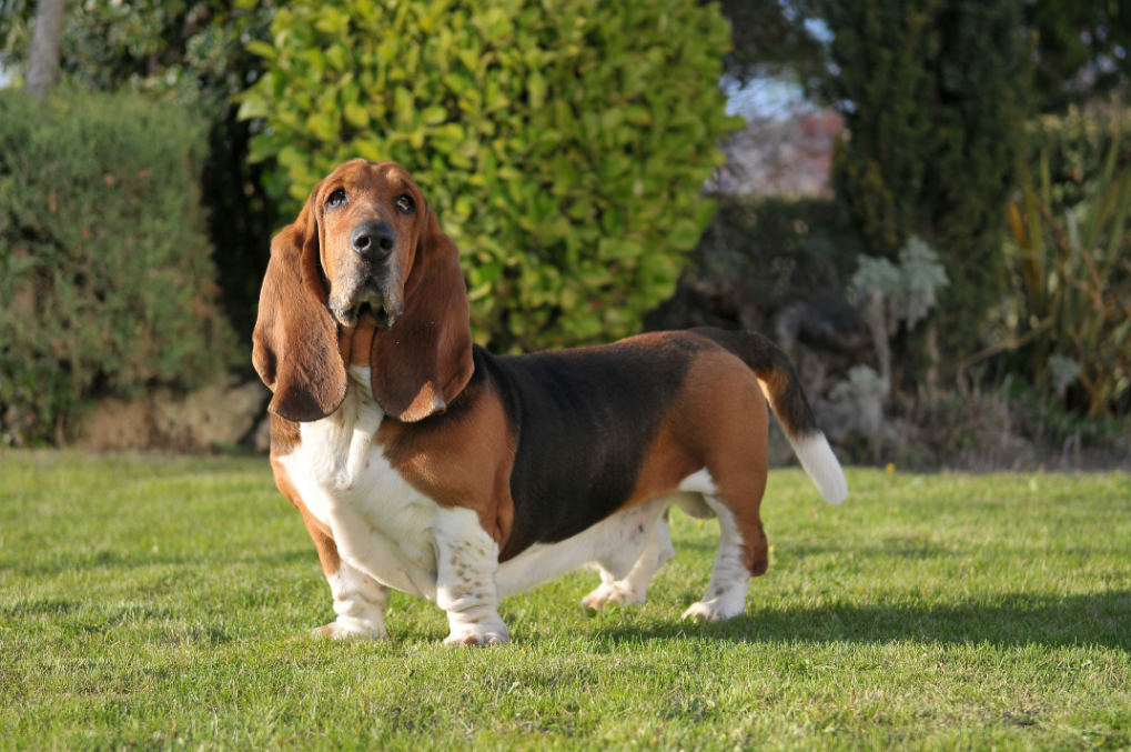 Basset hound introduction