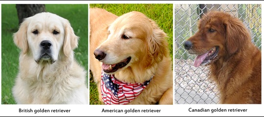 compare golden retrievers