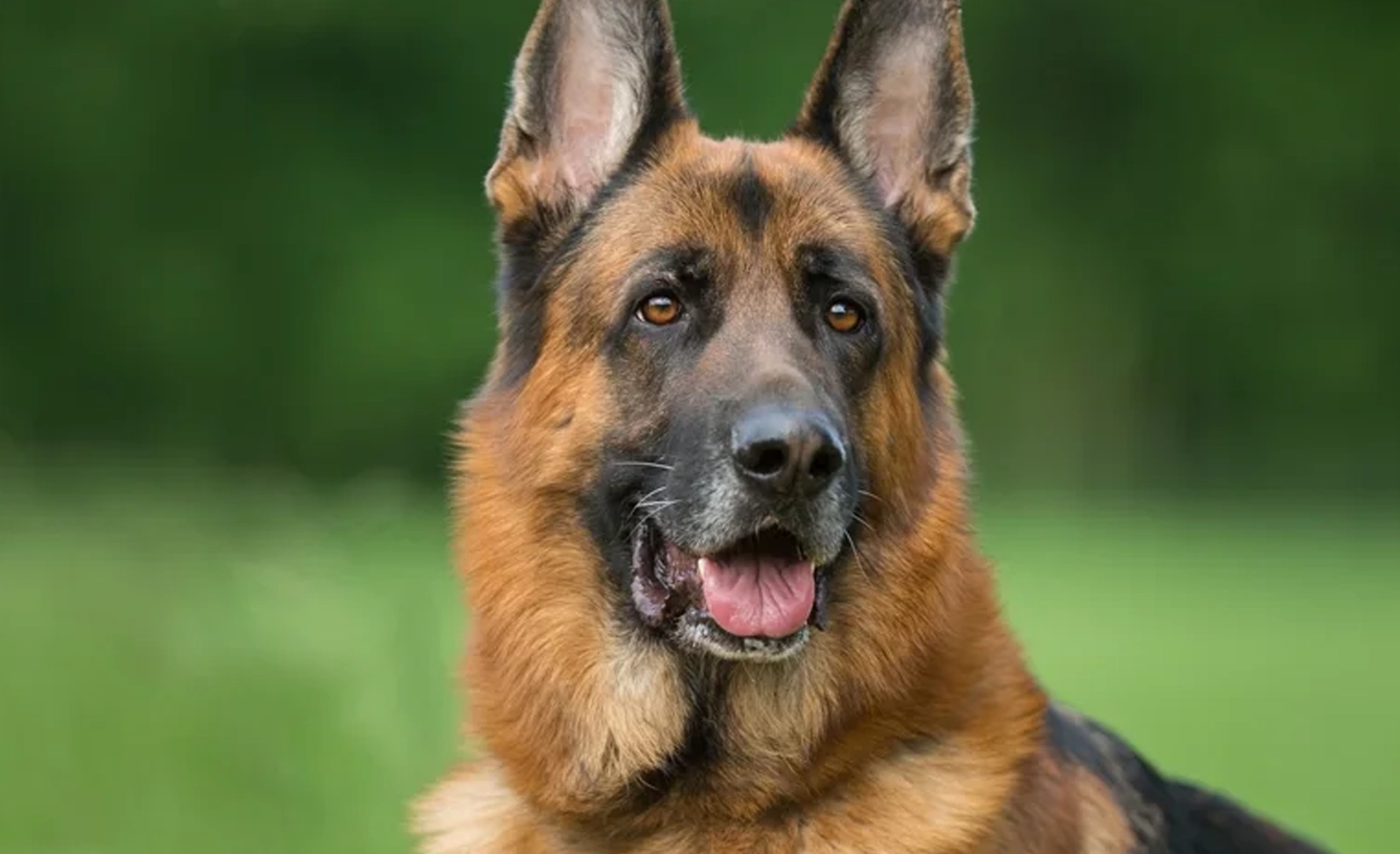 Hip dysplasia coverage - German shepherd dog