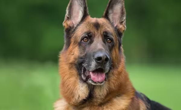 Hip dysplasia coverage - German shepherd dog