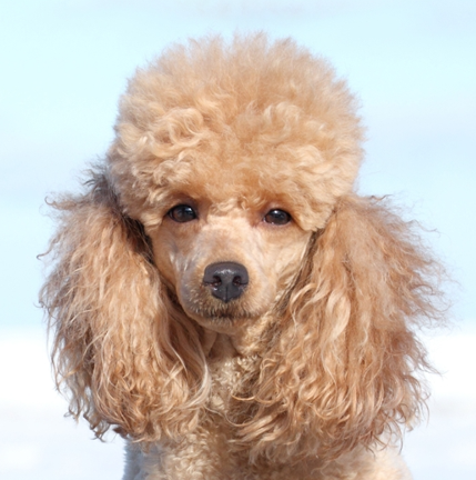 Poodle Miniature