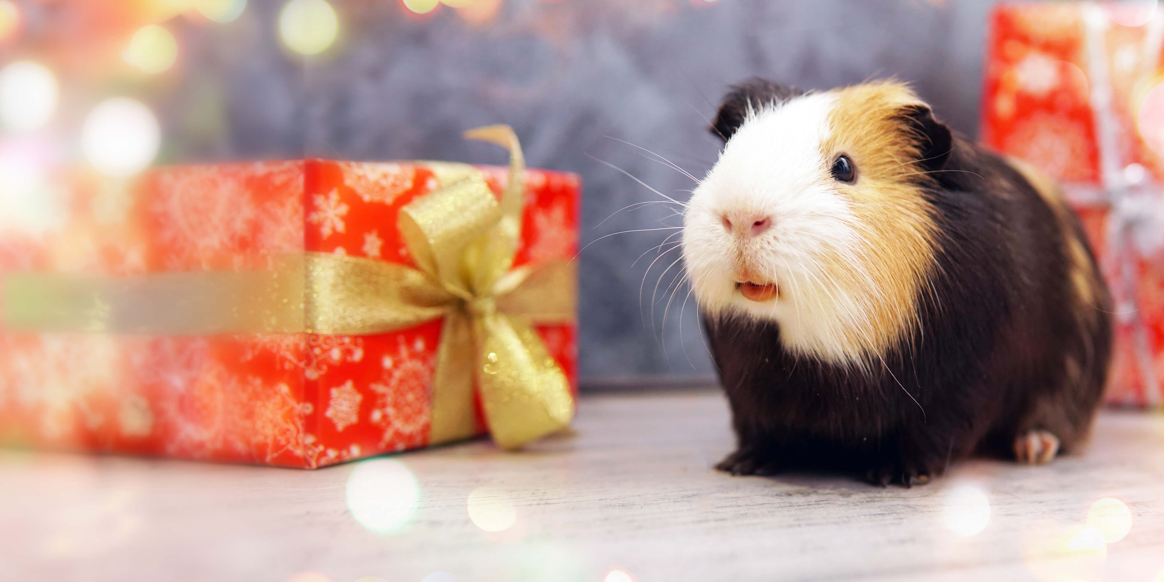 Your holiday guinea pig gift guide