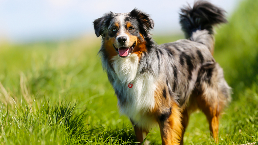 Adventurous cheap dog breeds