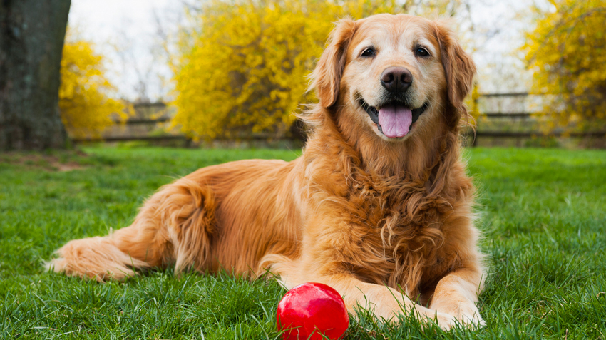 Geriatric Pet Care | Pet Health Insurance & Tips