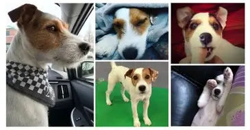 Hambone history: Jack Russell saves owner from home intruder