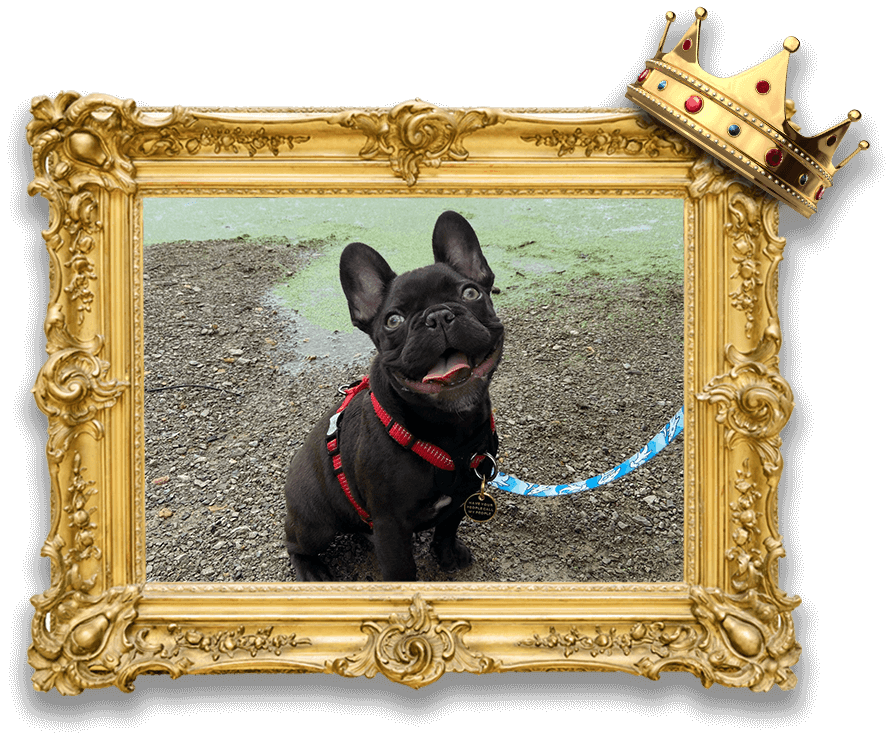 CanineFrame-png