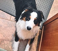 2023-WPN-whiskey-tango-furball