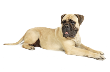 Bullmastiff standing — health planner for puppies through senior dogs