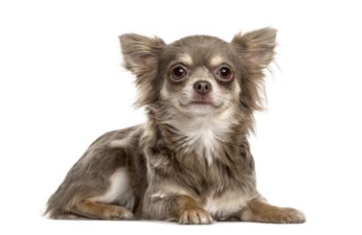 Chihuahua standing — health planner for puppies through senior dogs