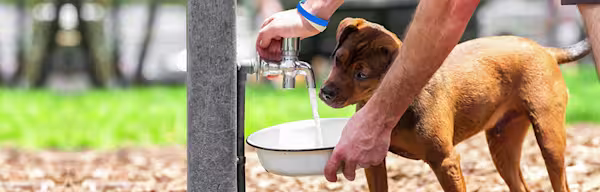 Pet hydration awareness month