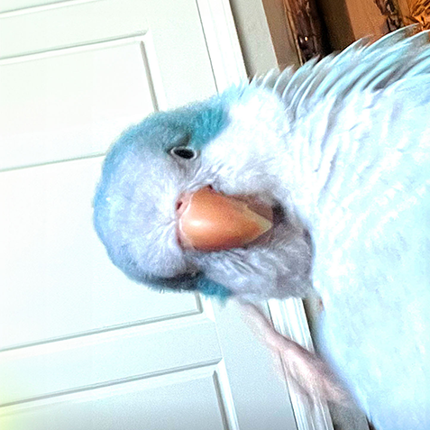 Punky Beakster