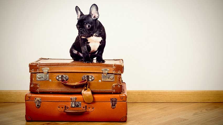 Pet Friendly Accommodations