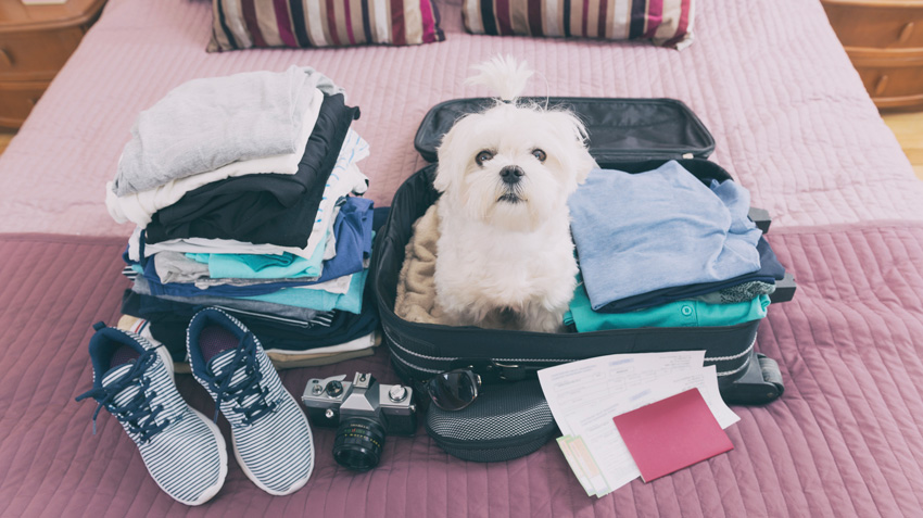 Pet Air Travel Guide | Tips for Flying with Your Dog or Cat