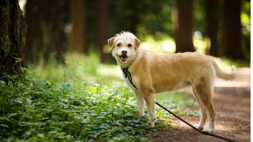 how to get poison ivy off dogs