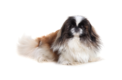 Pekingese standing — health planner for puppies through senior dogs