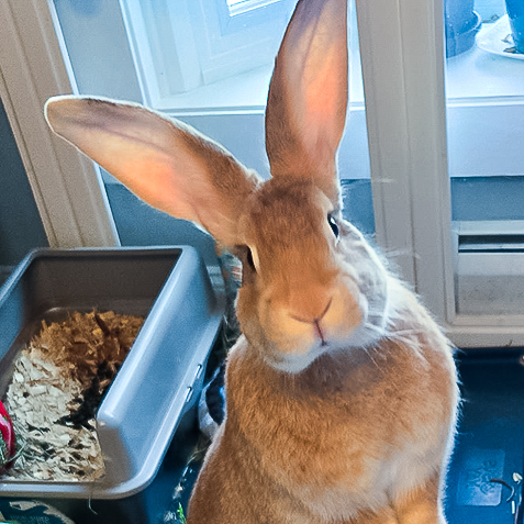 Sergeant MajorSGM Booplesnoot