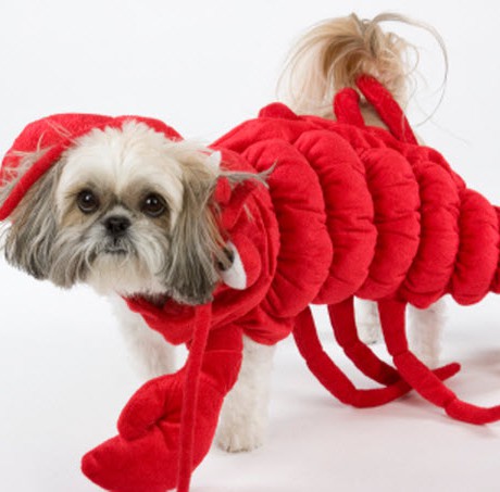 Lobster1-460x453