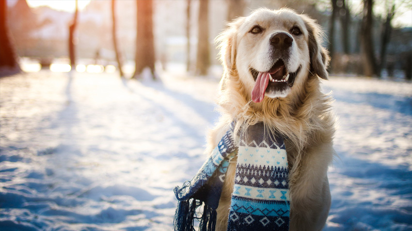 do dogs adapt to hot weather