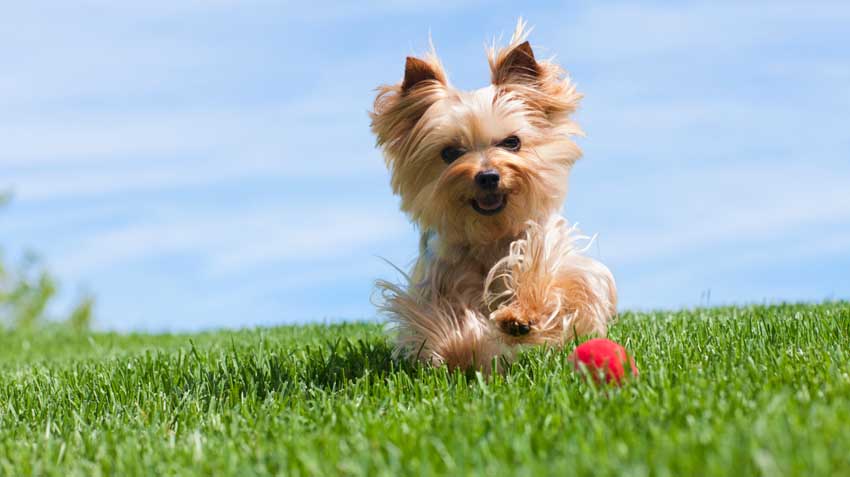 Summertime Pet Hazards Infographic