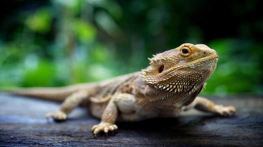 Caring for Reptiles