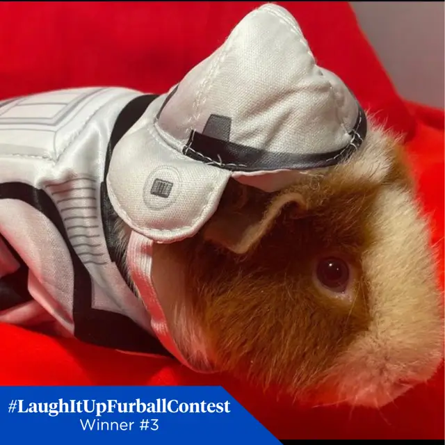 03 Winner FB westvirginiaguineapigs