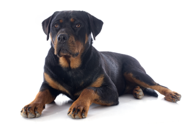 Rottweiler standing — health planner for puppies through senior dogs