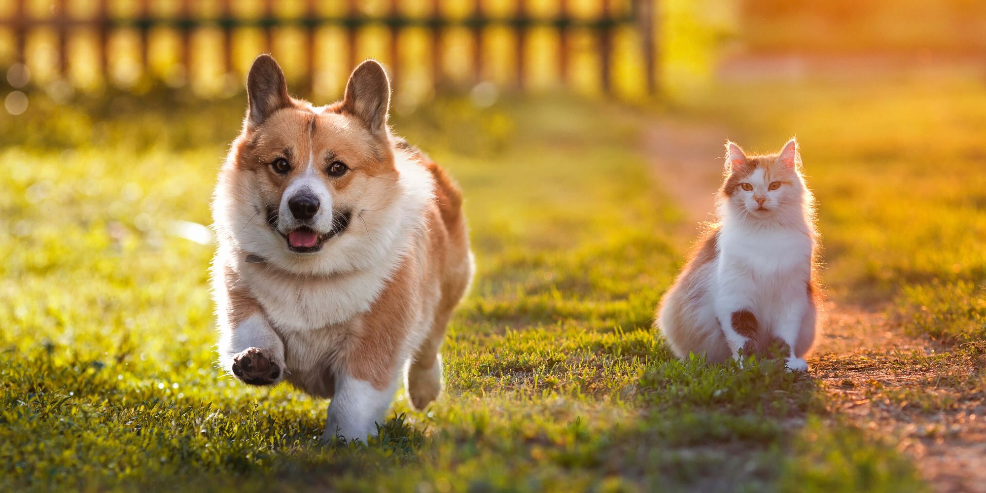 Tips to prevent your pet from getting lost