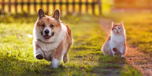 Tips to prevent your pet from getting lost