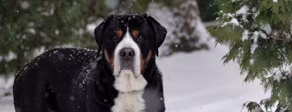 3-Fun fact-Greater Swiss mountain dog GettyImages-1092741178