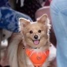 Schmeagle Vonsqueaklebits