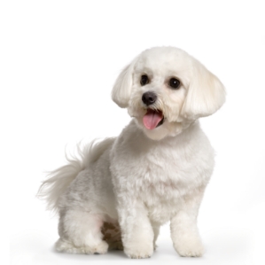 Maltese standing — health planner for puppies through senior dogs