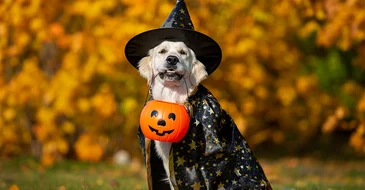 Sweepstakes: How about tricks for treats?