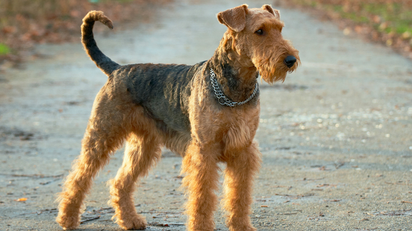 an airedale terrier