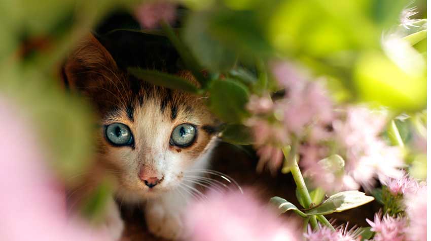 Spring Garden Safety for Pets