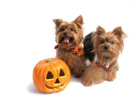Dog-and-pumpkin-e1406675123319