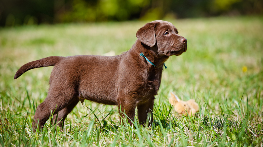 5 Things You Didn't Know About Labrador Retrievers
