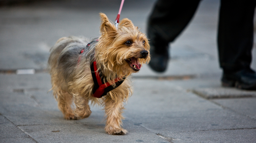 Hot Paws & Dogs | How to Keep Your Pet’s Paws Safe on Hot Pavement