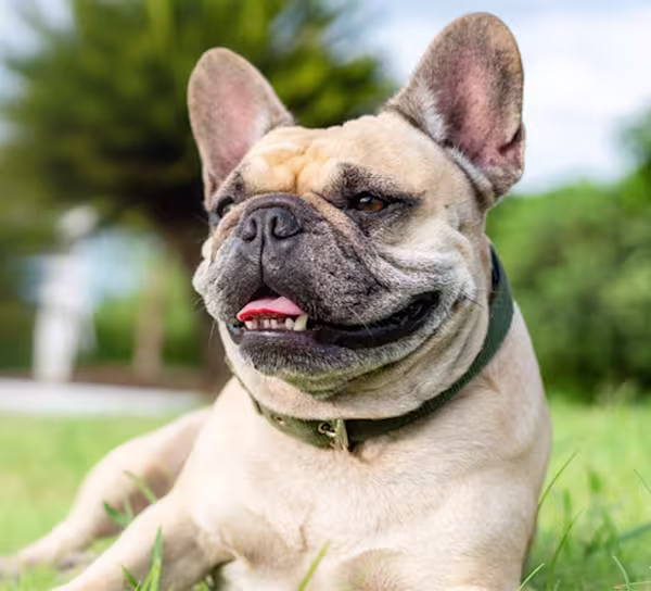 French Bulldog