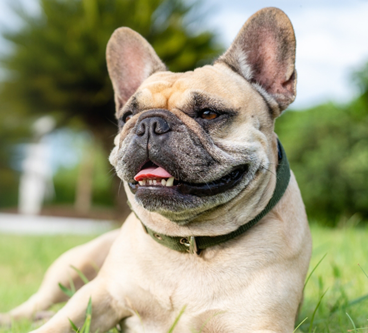 French Bulldog